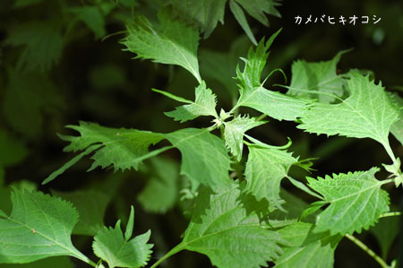 c0051105_043950.jpg