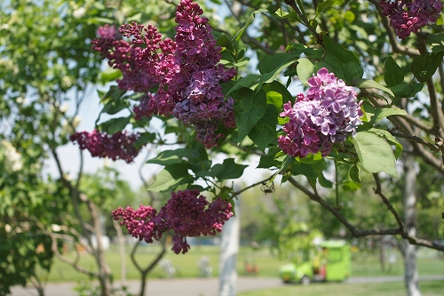 c0202705_1634713.jpg