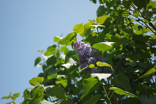 c0202705_1635888.jpg