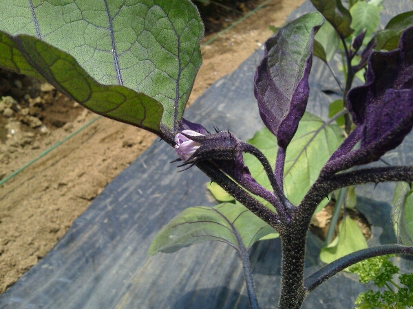 c0246826_1143462.jpg