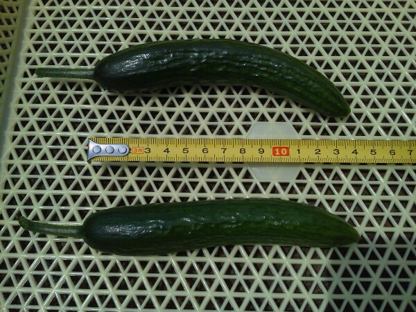 c0246826_1158477.jpg
