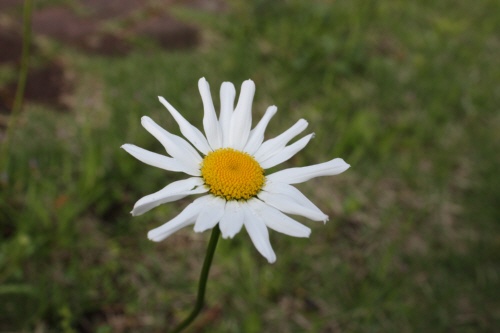 d0077029_8154041.jpg
