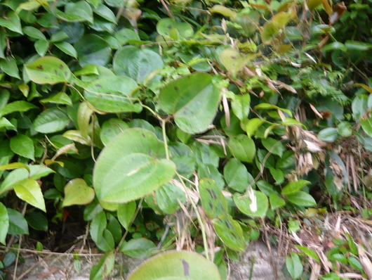 a0206332_9354427.jpg