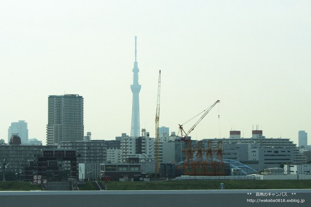 e0052135_23123148.jpg