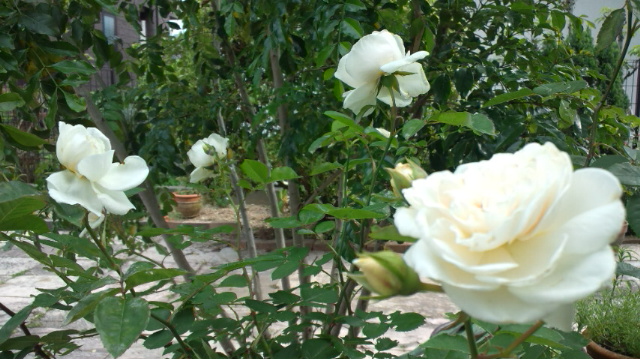c0136736_153532.jpg