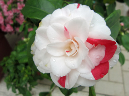 f0234936_120117.jpg