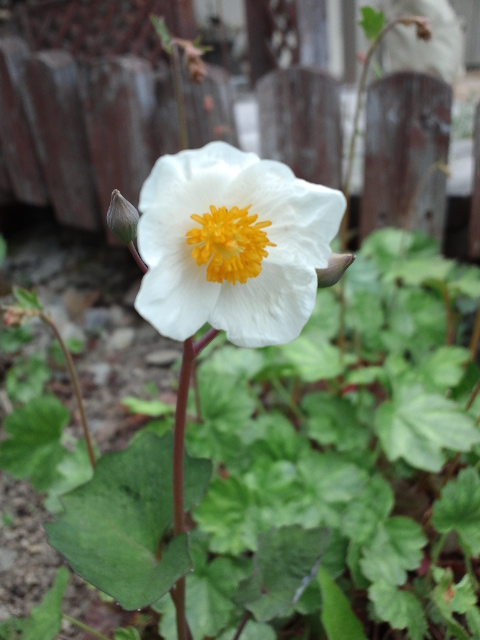 c0117239_6431240.jpg