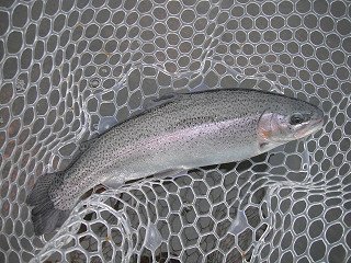 f0065341_1920761.jpg