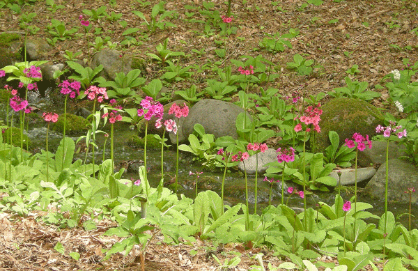 a0001354_2192156.gif