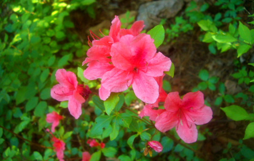 b0099994_18133446.jpg