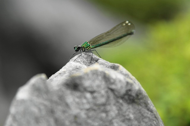 f0083400_2394880.jpg