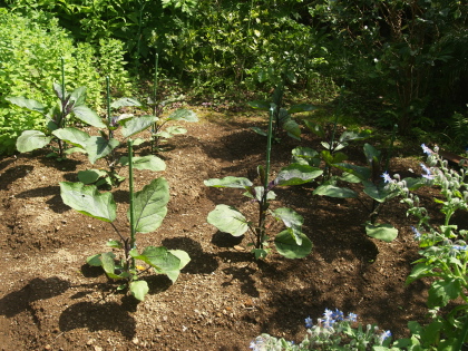 e0089001_2322227.jpg
