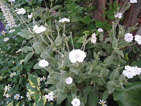 d0046702_1583653.jpg