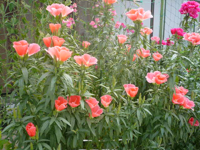 e0026017_13225030.jpg
