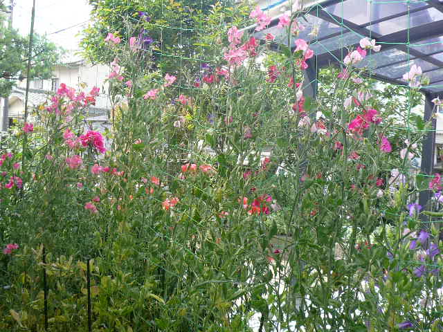 e0026017_1323315.jpg