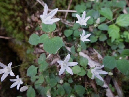 c0042418_8124262.jpg