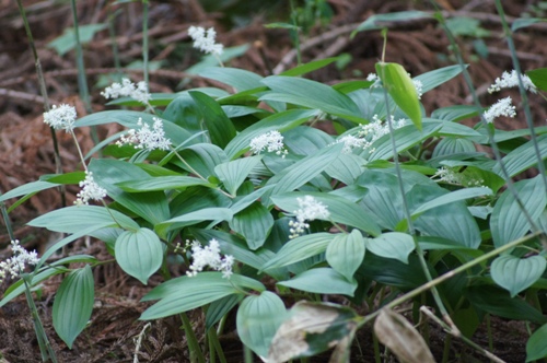 c0042418_88061.jpg