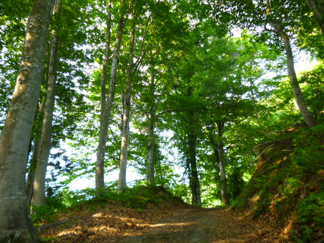 e0262028_831127.jpg