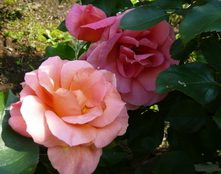 b0200240_82519.jpg