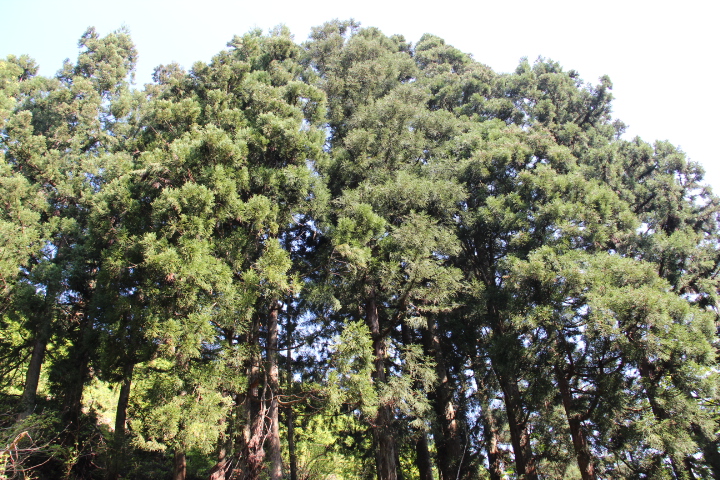 c0153740_1428749.jpg