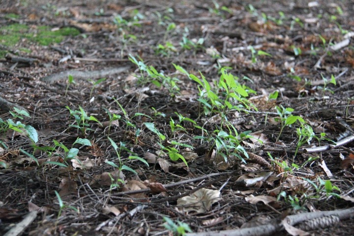 c0153740_2131339.jpg