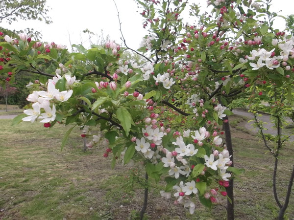 c0233141_15461764.jpg