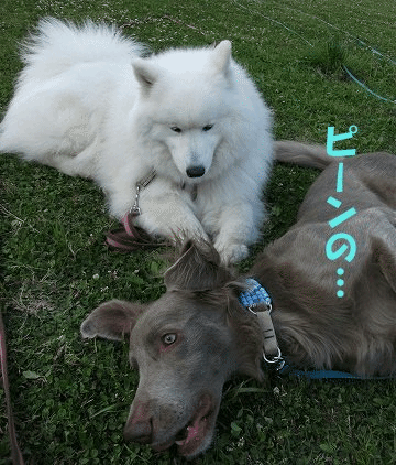 e0176159_13433923.gif