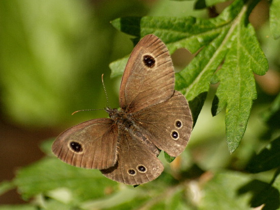 f0208666_11125162.jpg