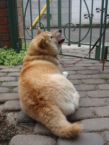 e0012580_213033.jpg