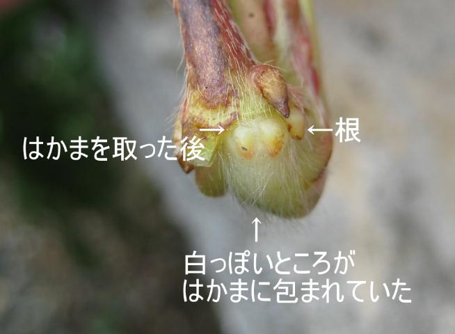 a0243183_527037.jpg