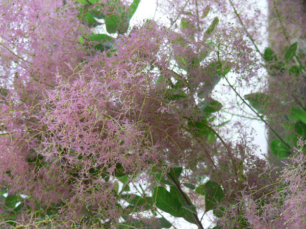e0140986_152718.jpg