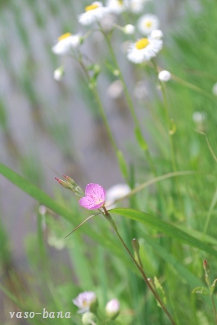 e0025300_20291275.jpg