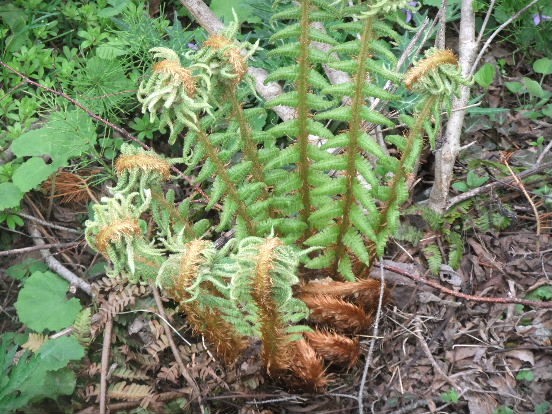 d0024504_12245389.jpg