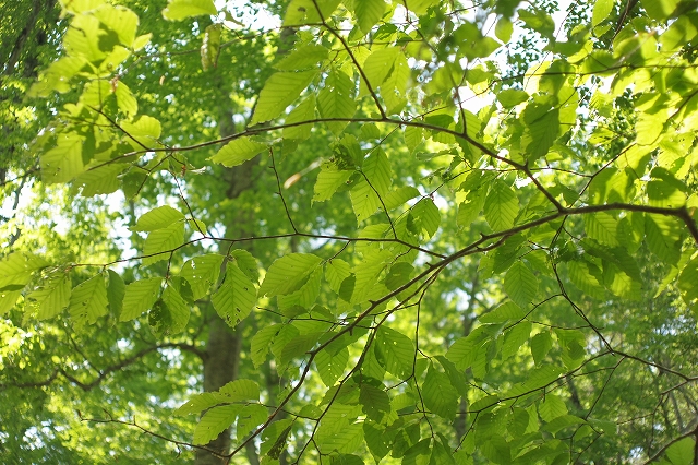 c0202705_193587.jpg