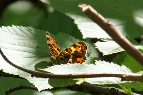 c0042418_817331.jpg