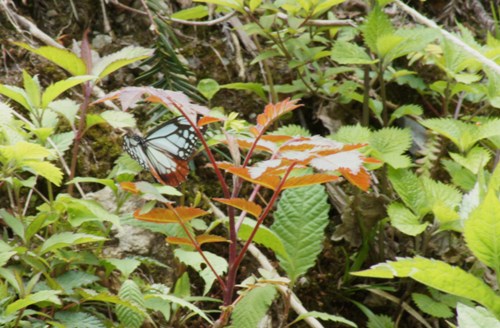 c0042418_8195262.jpg