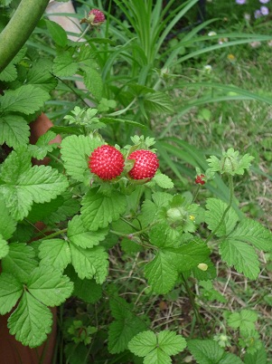 f0150620_22325916.jpg