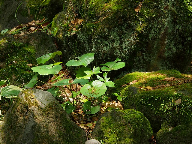e0184921_14413861.jpg