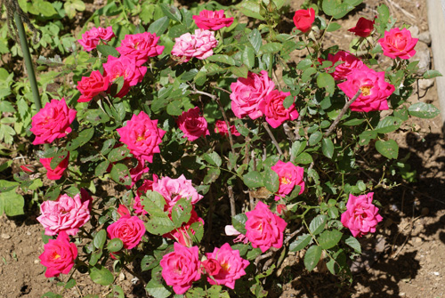 c0184125_22172933.jpg