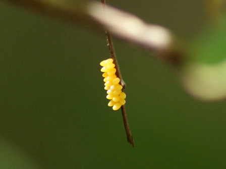 c0184125_2218333.jpg