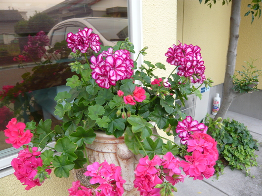 a0206332_20373014.jpg