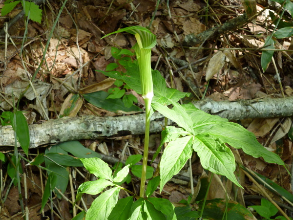 c0233141_1611148.jpg