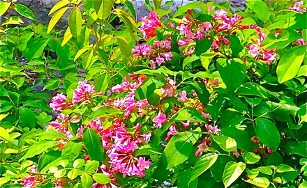 c0032580_16532983.jpg