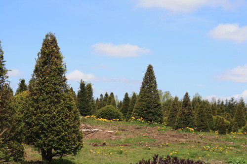 c0190900_7414136.jpg