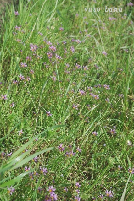 e0025300_12131335.jpg