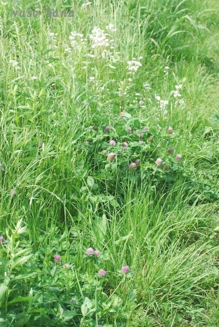 e0025300_12134383.jpg