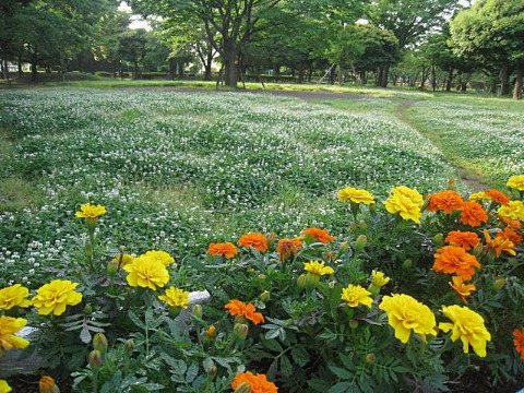 d0046702_5221028.jpg