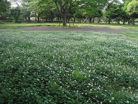 d0046702_5223520.jpg