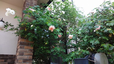 b0199304_22353453.jpg