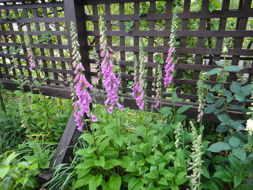 c0105306_21192662.jpg